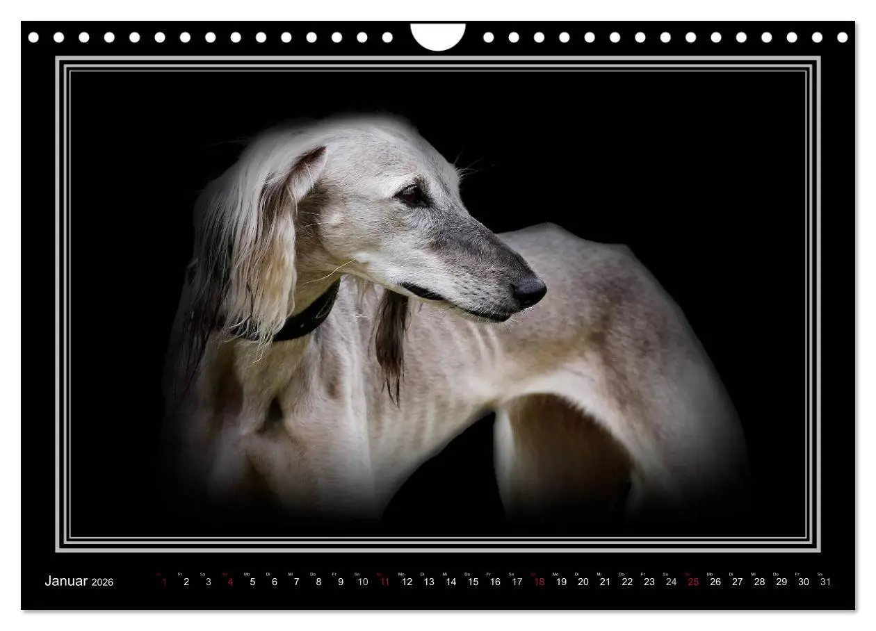 Bild: 9783457545478 | Saluki 2026 (Wandkalender 2026 DIN A4 quer), CALVENDO Monatskalender