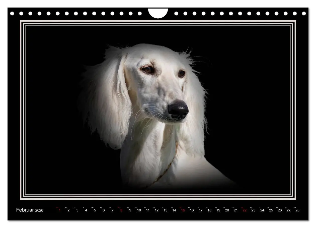 Bild: 9783457545478 | Saluki 2026 (Wandkalender 2026 DIN A4 quer), CALVENDO Monatskalender