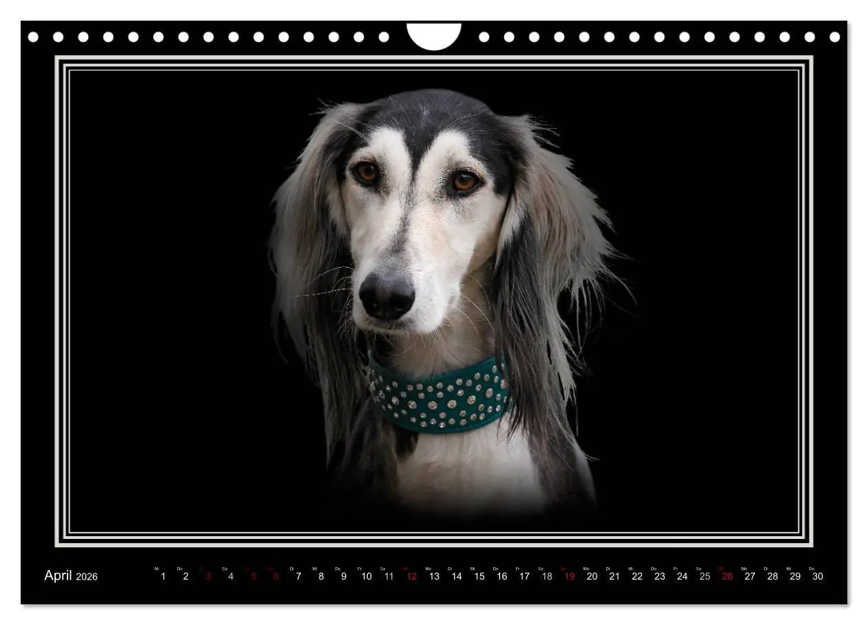 Bild: 9783457545478 | Saluki 2026 (Wandkalender 2026 DIN A4 quer), CALVENDO Monatskalender