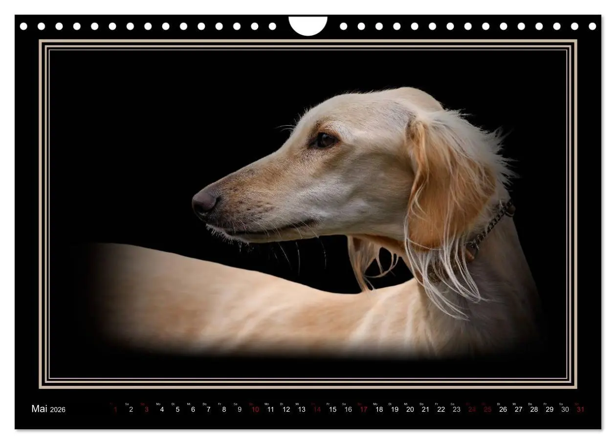 Bild: 9783457545478 | Saluki 2026 (Wandkalender 2026 DIN A4 quer), CALVENDO Monatskalender