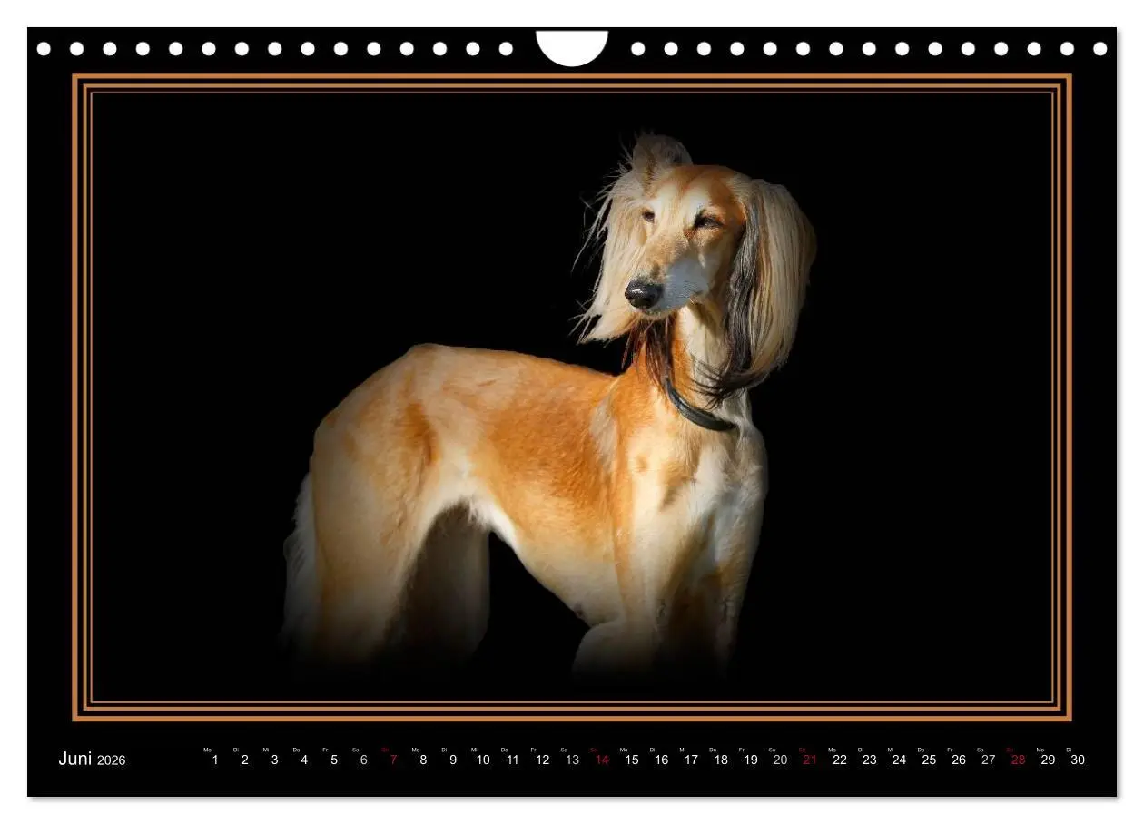Bild: 9783457545478 | Saluki 2026 (Wandkalender 2026 DIN A4 quer), CALVENDO Monatskalender