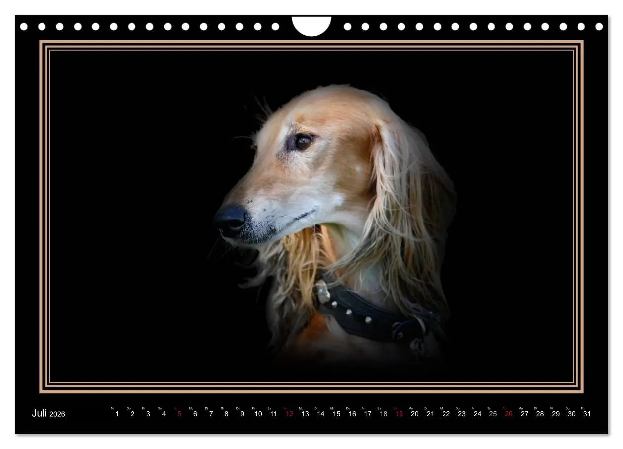 Bild: 9783457545478 | Saluki 2026 (Wandkalender 2026 DIN A4 quer), CALVENDO Monatskalender