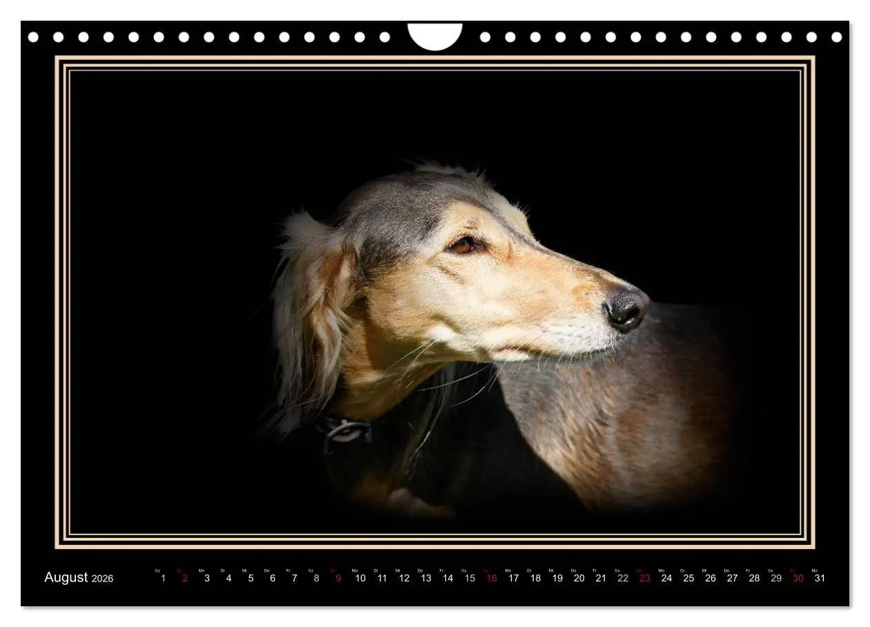 Bild: 9783457545478 | Saluki 2026 (Wandkalender 2026 DIN A4 quer), CALVENDO Monatskalender