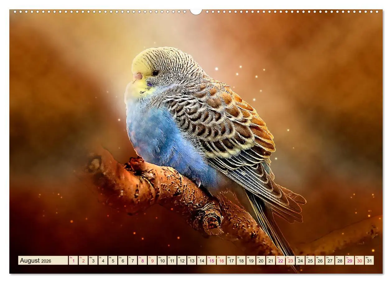 Bild: 9783457845578 | Wunderschöner Wellensittich (Wandkalender 2026 DIN A2 quer),...