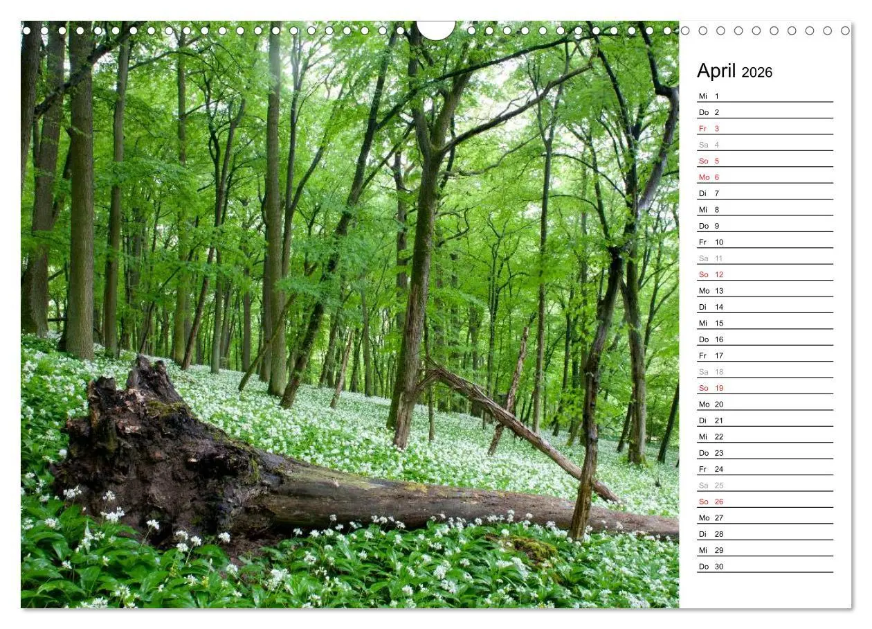Bild: 9783516005578 | DER STEIGERWALD - Impressionen einer Landschaft (Wandkalender 2026...