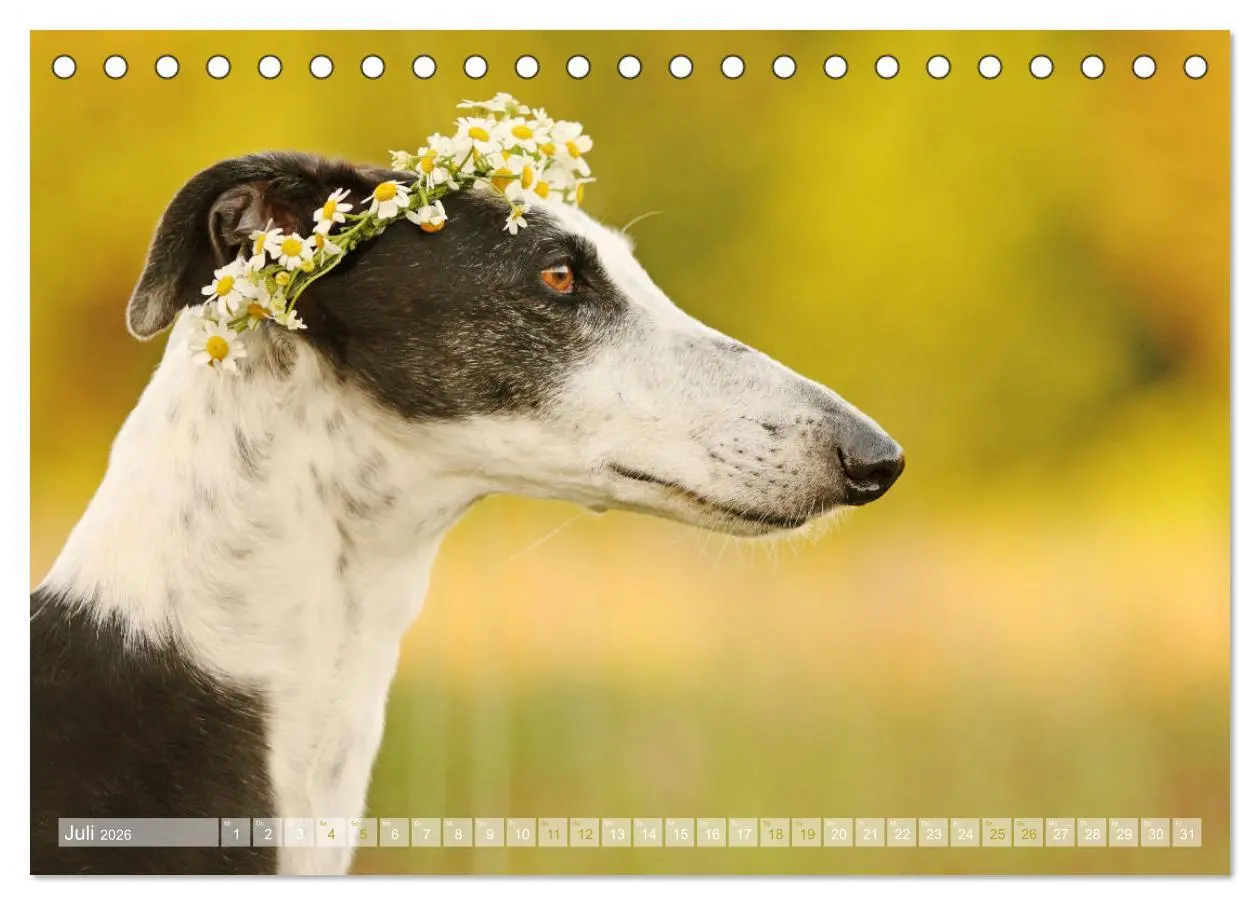 Bild: 9783457765678 | Zauberhafte Windhunde (Tischkalender 2026 DIN A5 quer), CALVENDO...