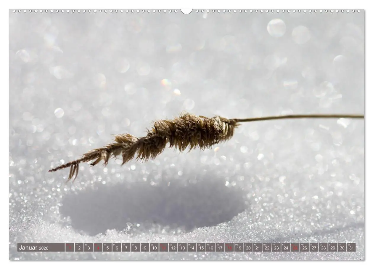 Bild: 9783457905678 | Die Natur hautnah (Wandkalender 2026 DIN A2 quer), CALVENDO...