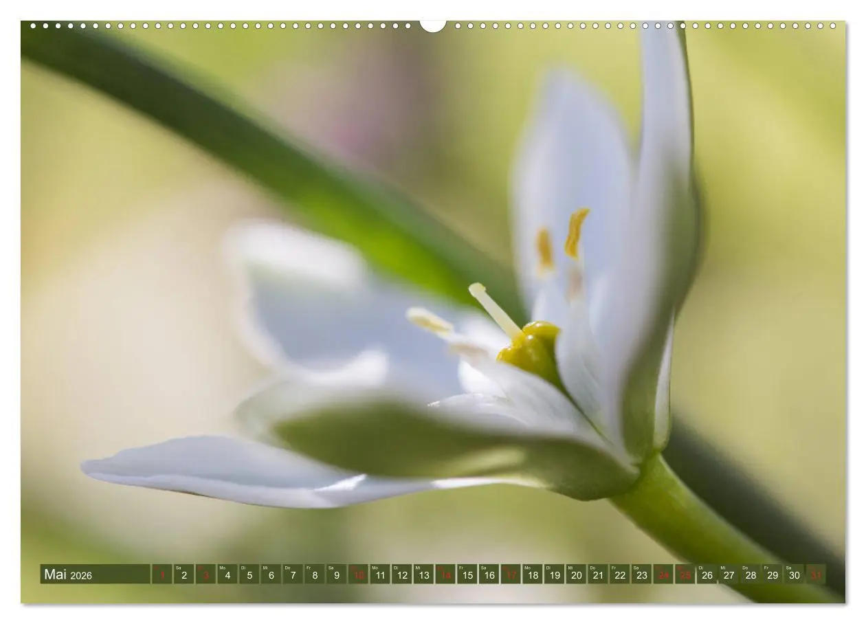 Bild: 9783457905678 | Die Natur hautnah (Wandkalender 2026 DIN A2 quer), CALVENDO...