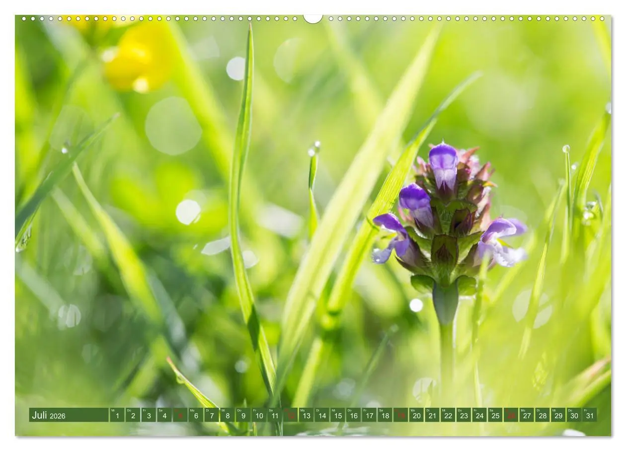 Bild: 9783457905678 | Die Natur hautnah (Wandkalender 2026 DIN A2 quer), CALVENDO...