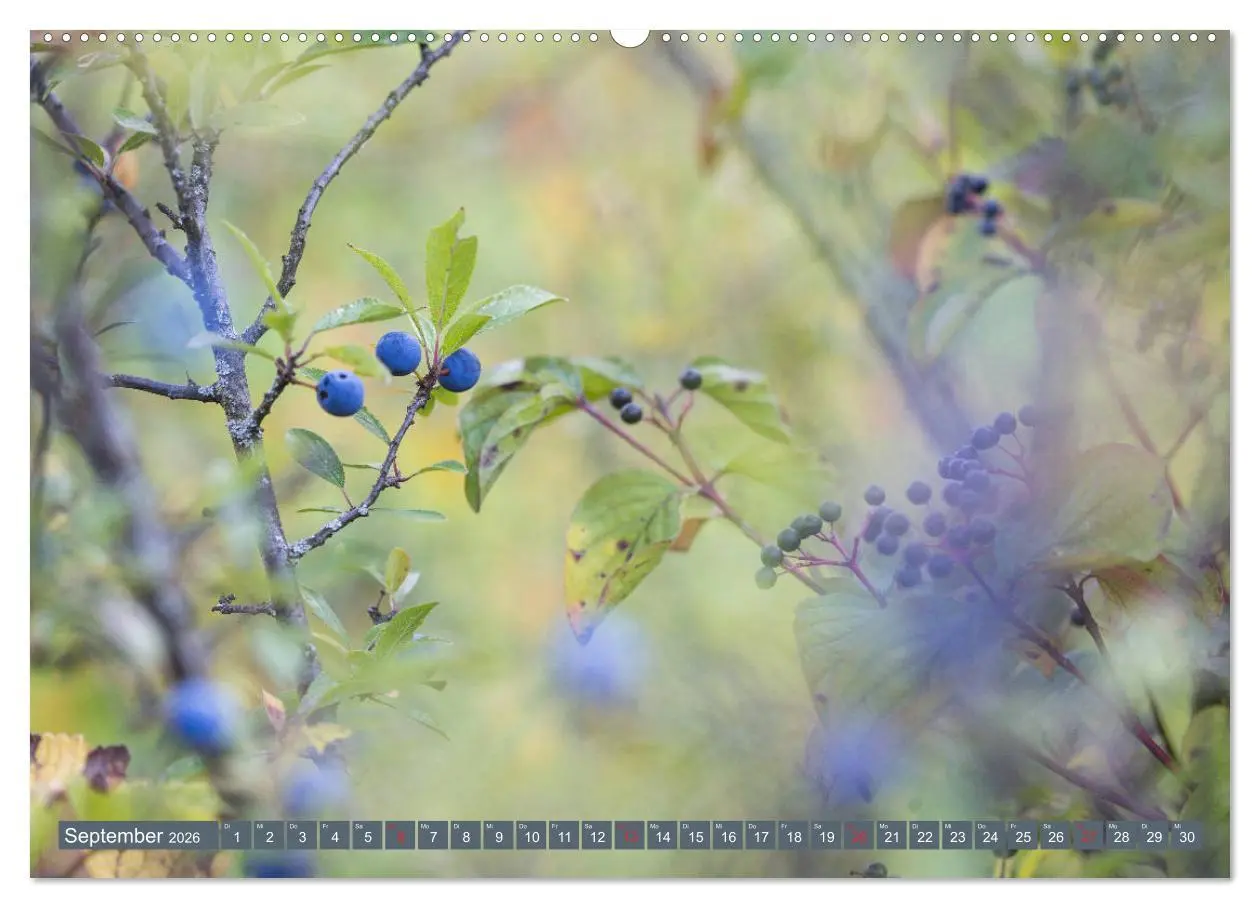 Bild: 9783457905678 | Die Natur hautnah (Wandkalender 2026 DIN A2 quer), CALVENDO...