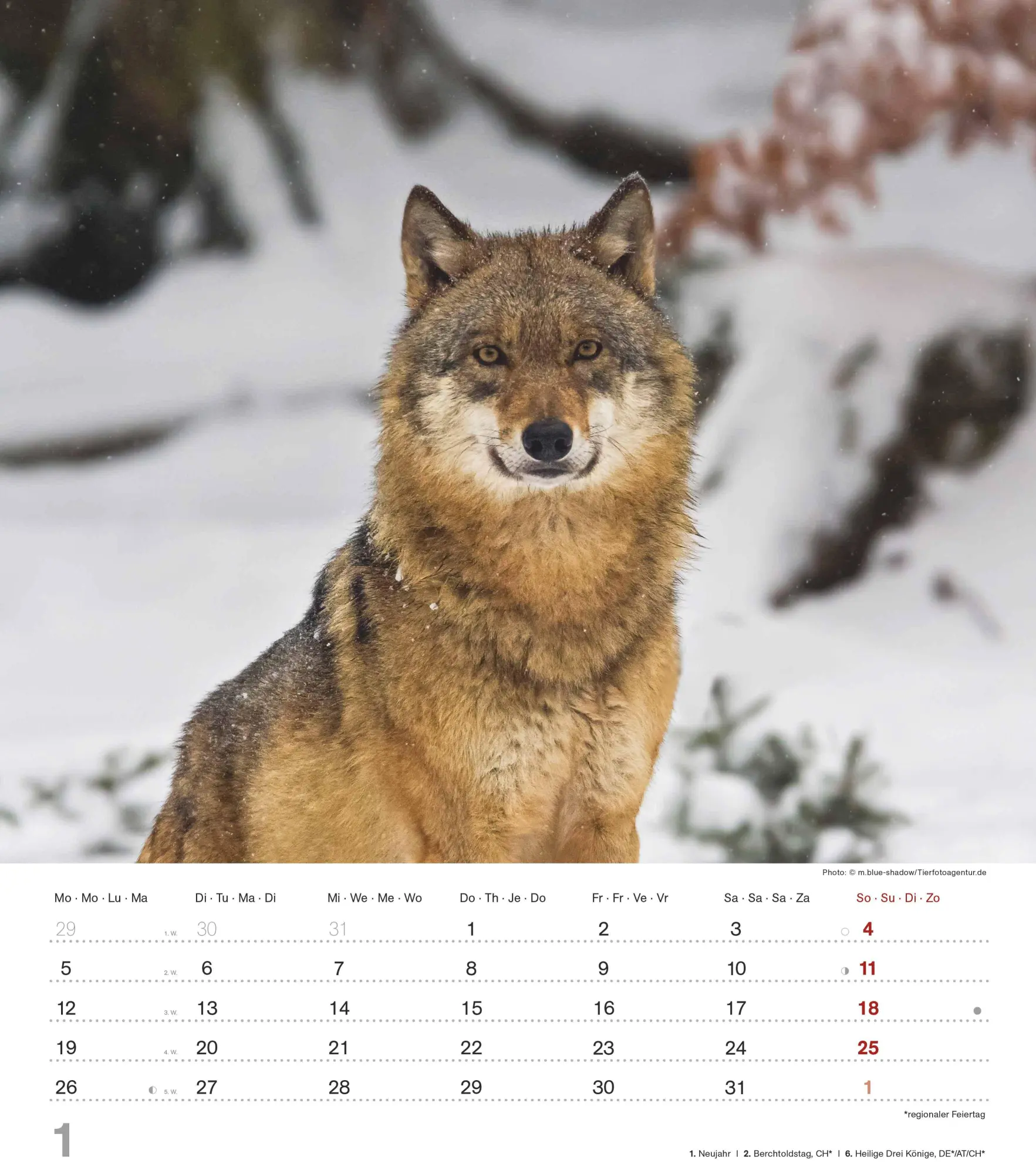Bild: 4069095005778 | Mythos Wolf 2026 - Foto-Kalender - Wand-Kalender - 30x34 | Wild Wolves