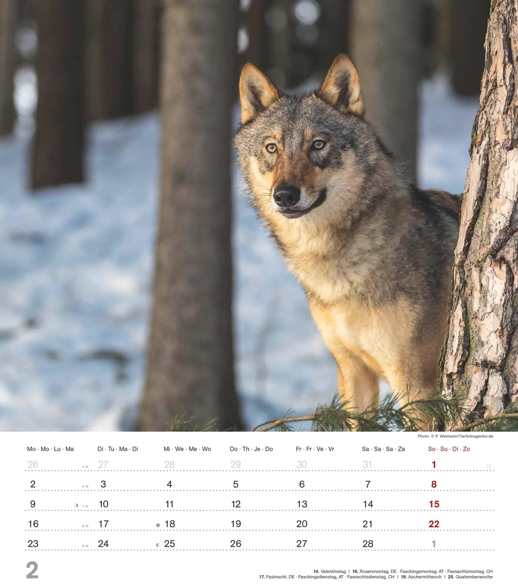 Bild: 4069095005778 | Mythos Wolf 2026 - Foto-Kalender - Wand-Kalender - 30x34 | Wild Wolves