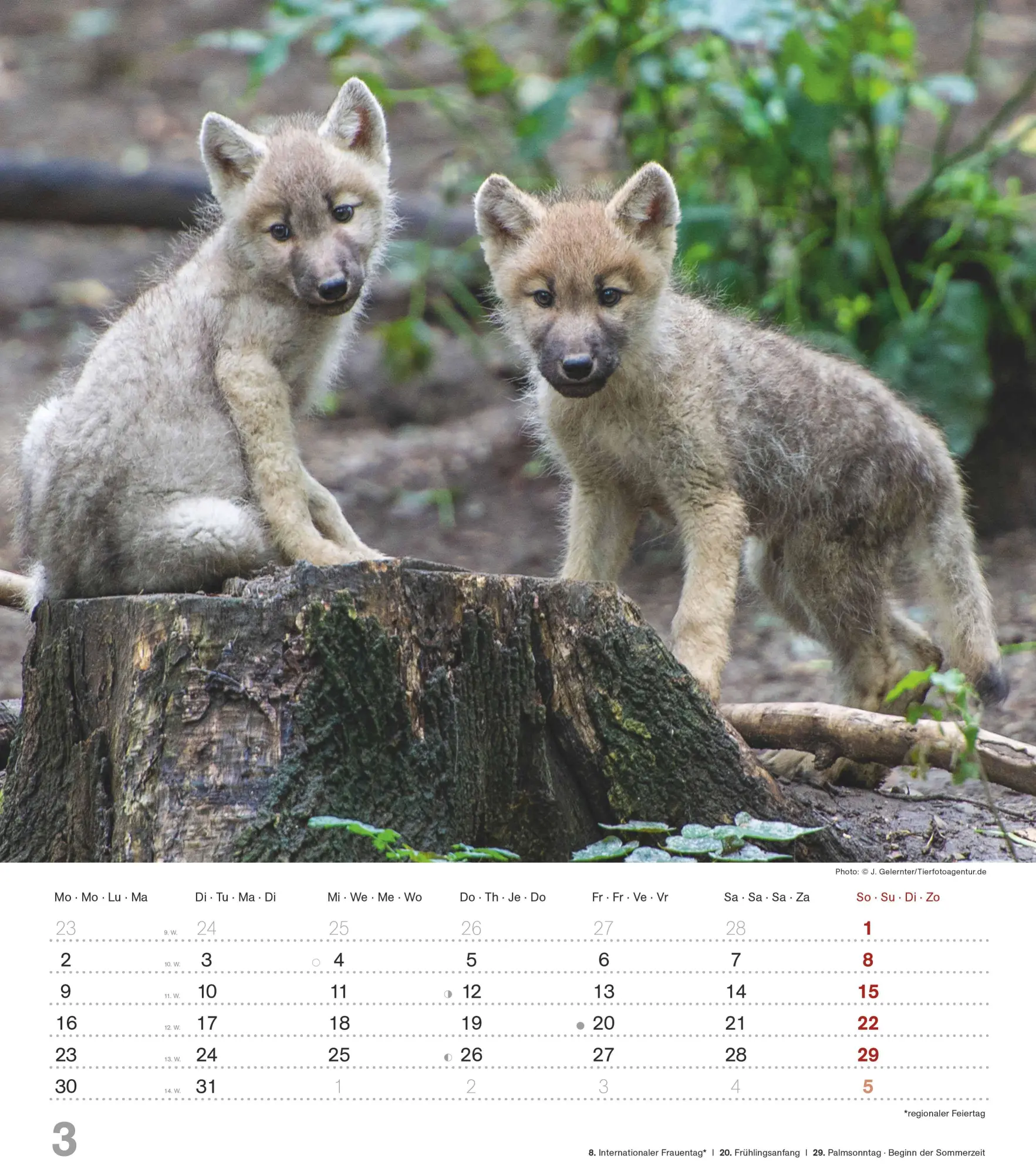 Bild: 4069095005778 | Mythos Wolf 2026 - Foto-Kalender - Wand-Kalender - 30x34 | Wild Wolves