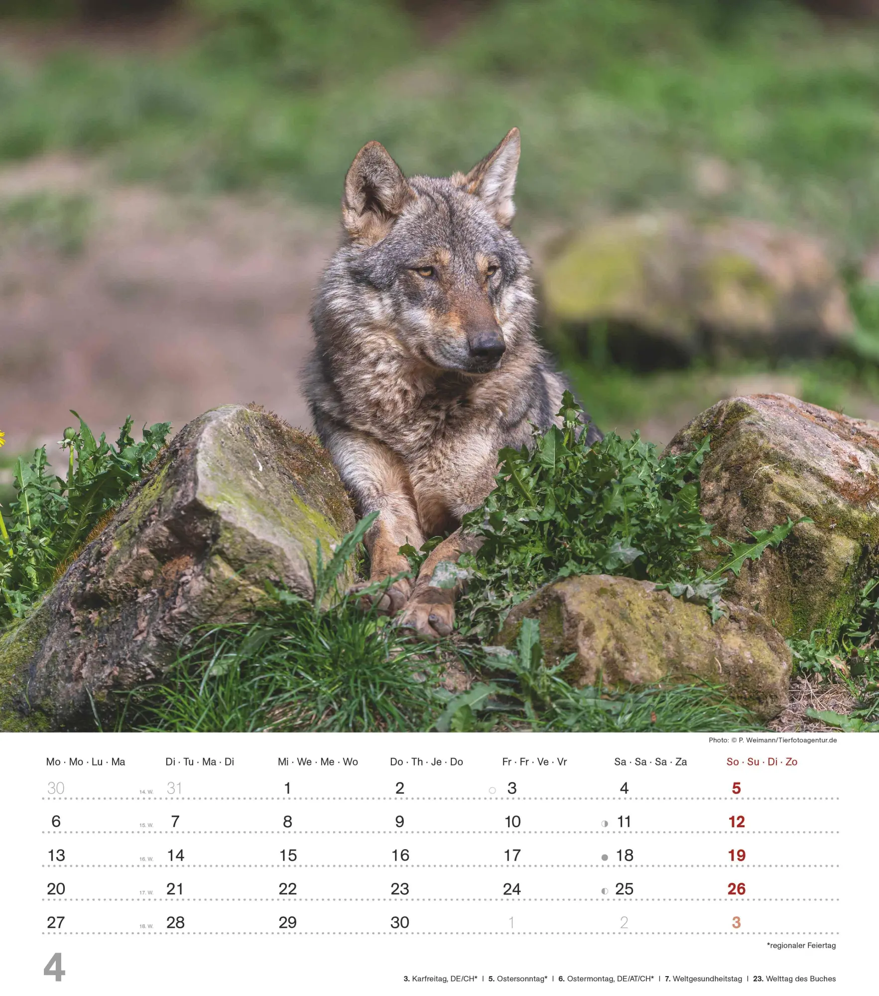 Bild: 4069095005778 | Mythos Wolf 2026 - Foto-Kalender - Wand-Kalender - 30x34 | Wild Wolves