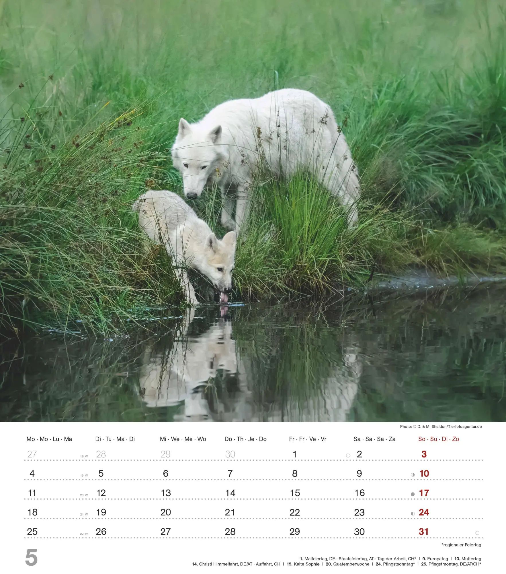 Bild: 4069095005778 | Mythos Wolf 2026 - Foto-Kalender - Wand-Kalender - 30x34 | Wild Wolves