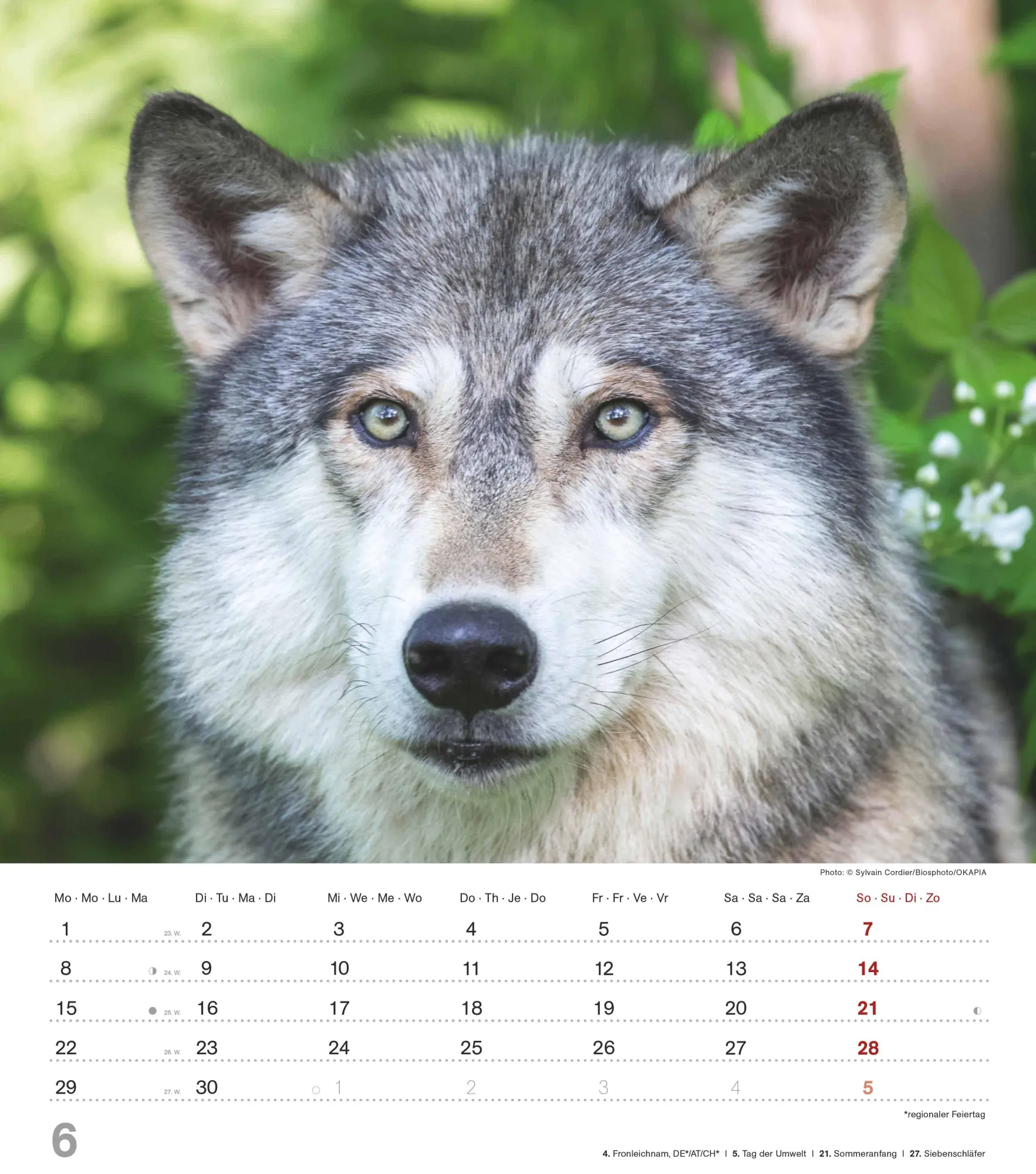 Bild: 4069095005778 | Mythos Wolf 2026 - Foto-Kalender - Wand-Kalender - 30x34 | Wild Wolves
