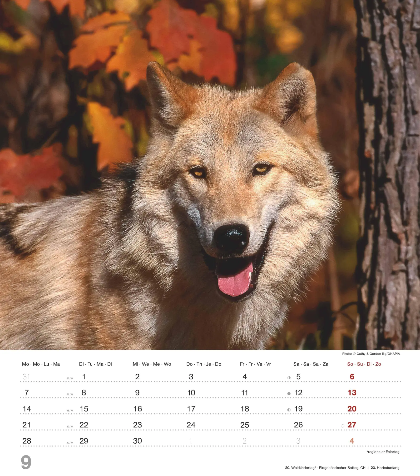 Bild: 4069095005778 | Mythos Wolf 2026 - Foto-Kalender - Wand-Kalender - 30x34 | Wild Wolves