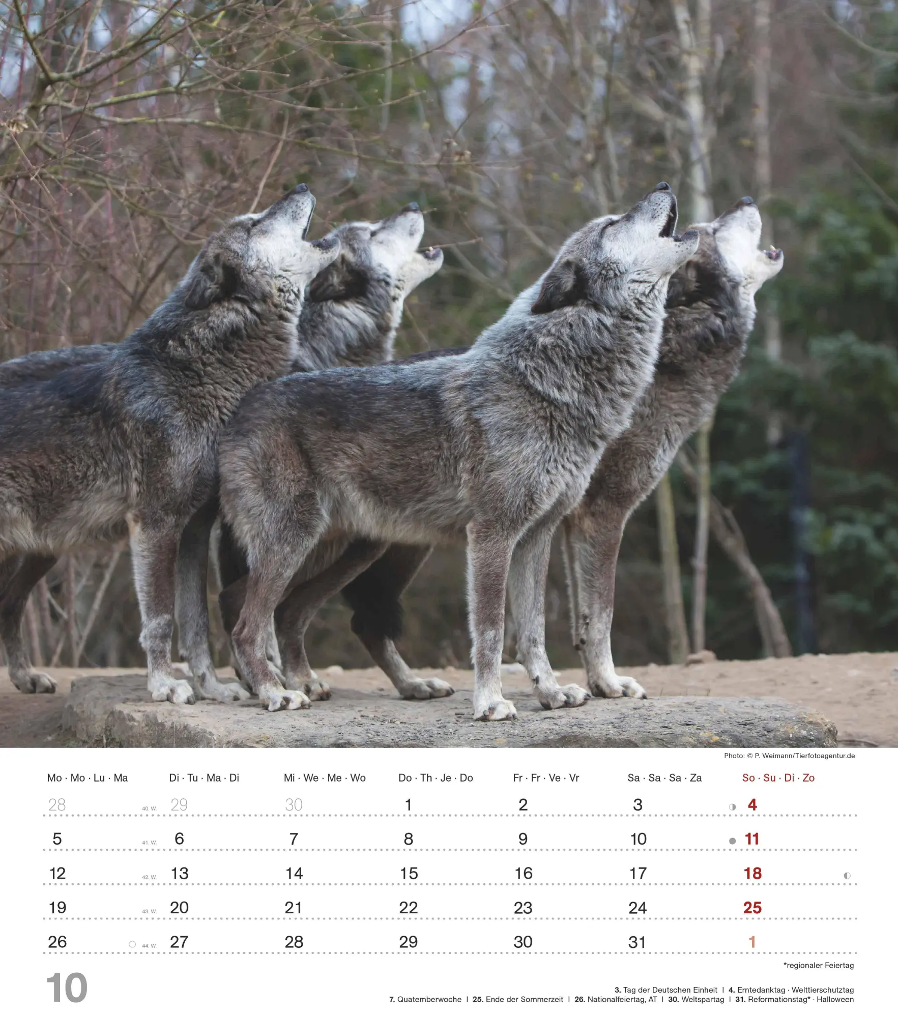 Bild: 4069095005778 | Mythos Wolf 2026 - Foto-Kalender - Wand-Kalender - 30x34 | Wild Wolves