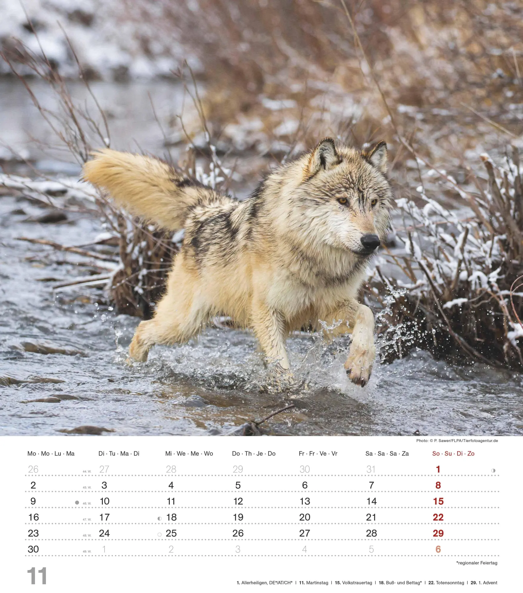 Bild: 4069095005778 | Mythos Wolf 2026 - Foto-Kalender - Wand-Kalender - 30x34 | Wild Wolves