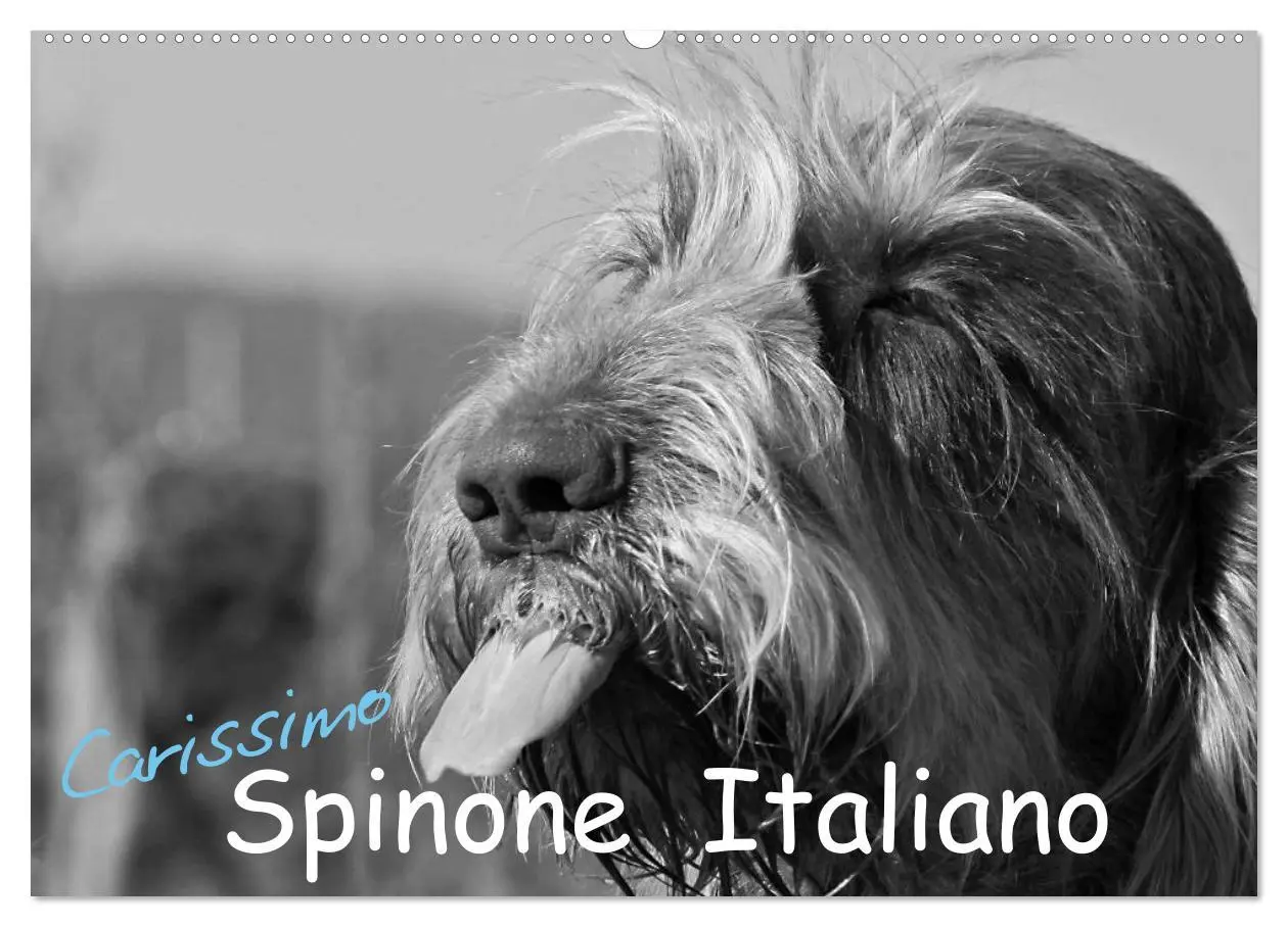 Cover: 9783516075878 | Carissimo Spinone Italiano (Wandkalender 2026 DIN A2 quer),...
