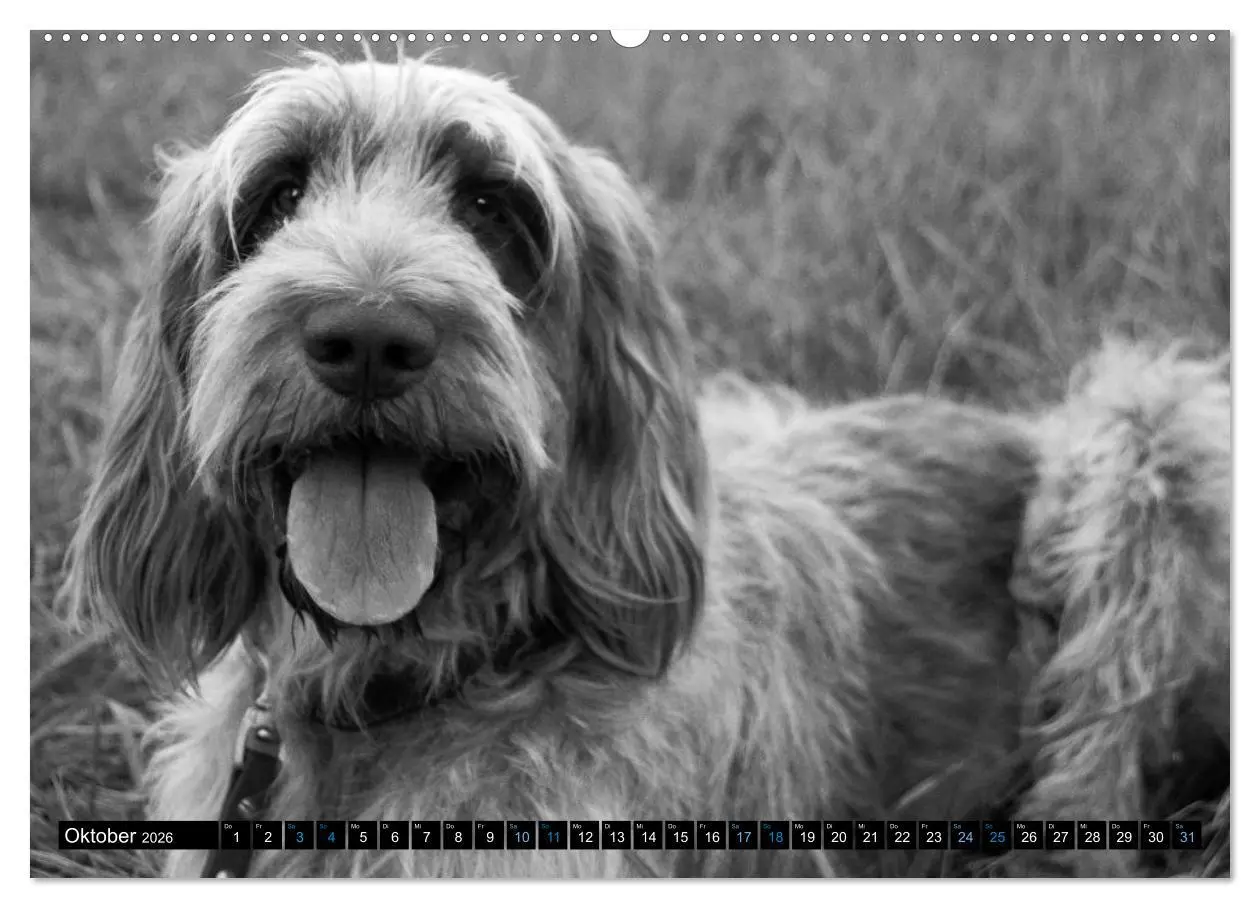 Bild: 9783516075878 | Carissimo Spinone Italiano (Wandkalender 2026 DIN A2 quer),...