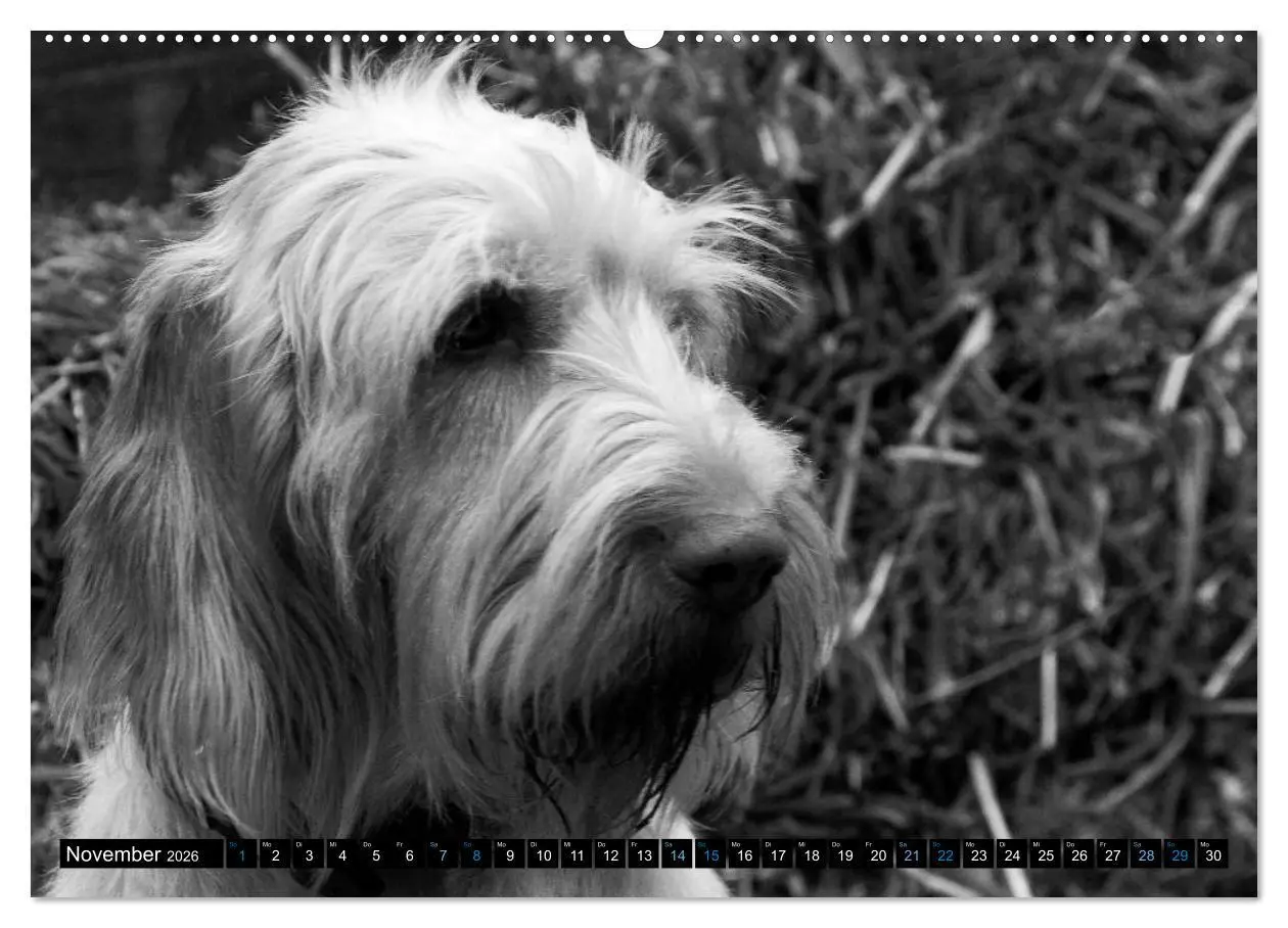Bild: 9783516075878 | Carissimo Spinone Italiano (Wandkalender 2026 DIN A2 quer),...
