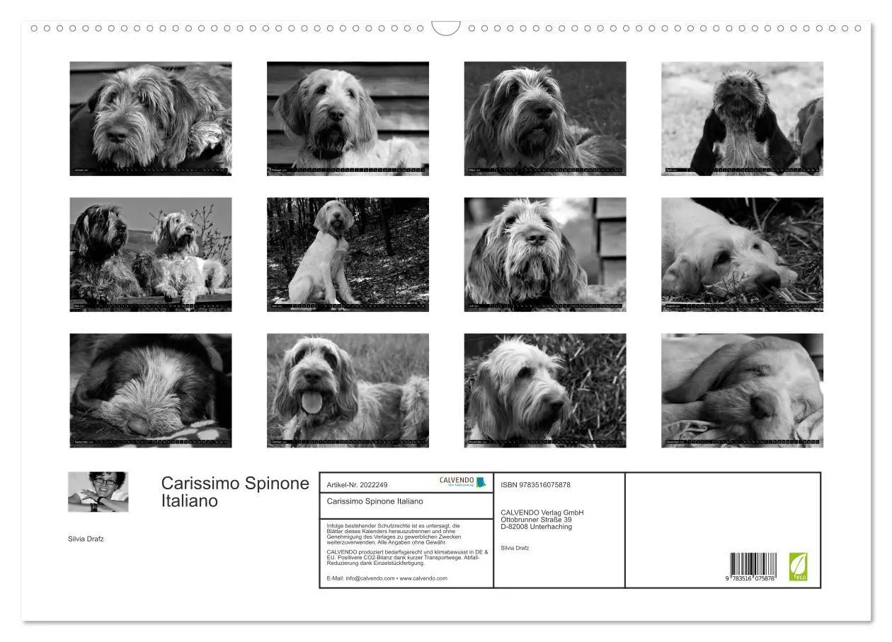 Bild: 9783516075878 | Carissimo Spinone Italiano (Wandkalender 2026 DIN A2 quer),...
