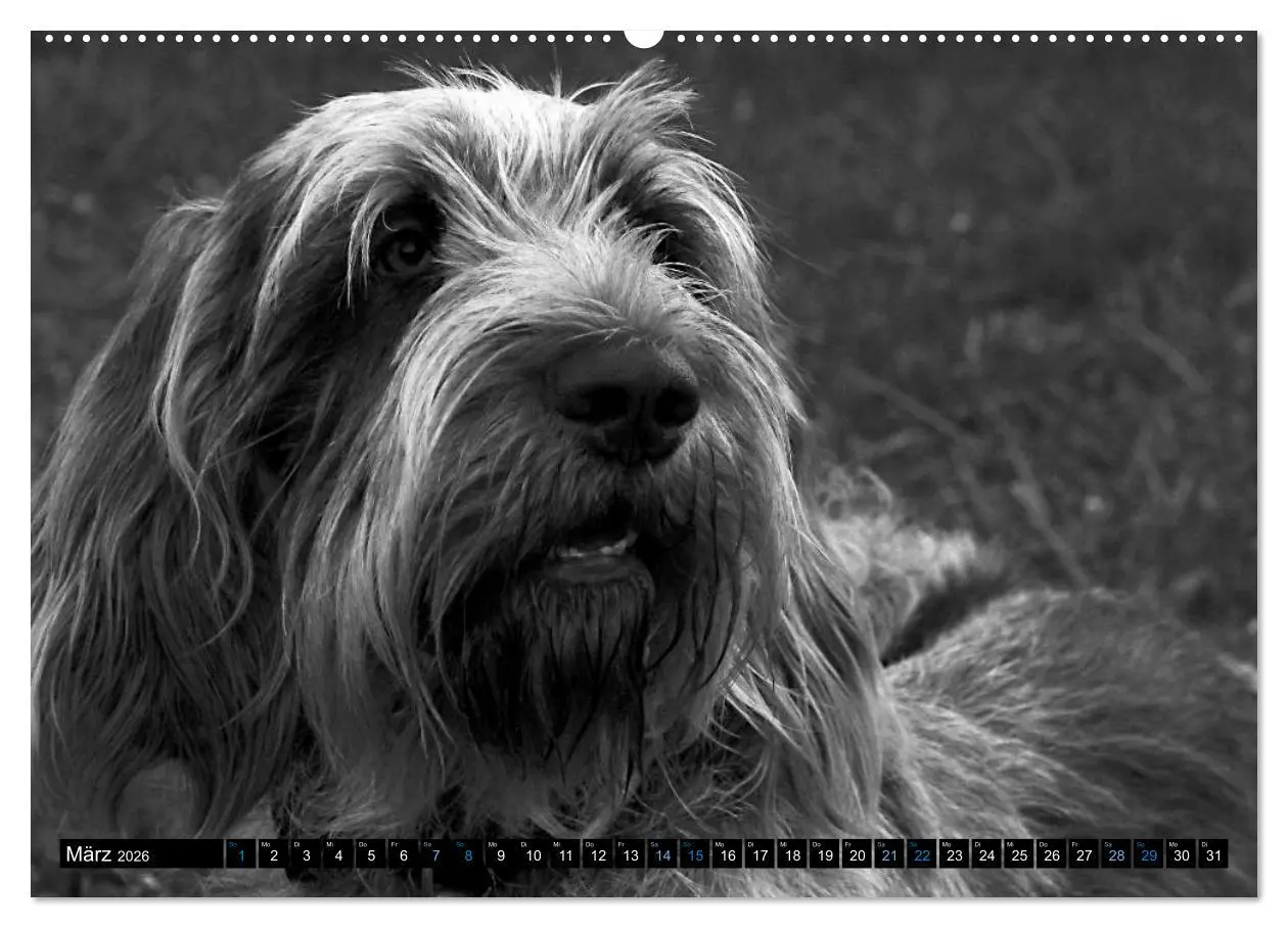 Bild: 9783516075878 | Carissimo Spinone Italiano (Wandkalender 2026 DIN A2 quer),...