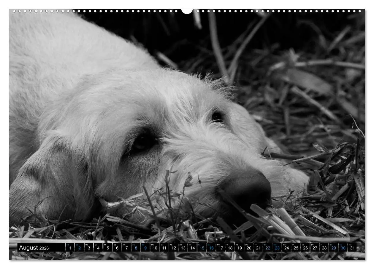 Bild: 9783516075878 | Carissimo Spinone Italiano (Wandkalender 2026 DIN A2 quer),...