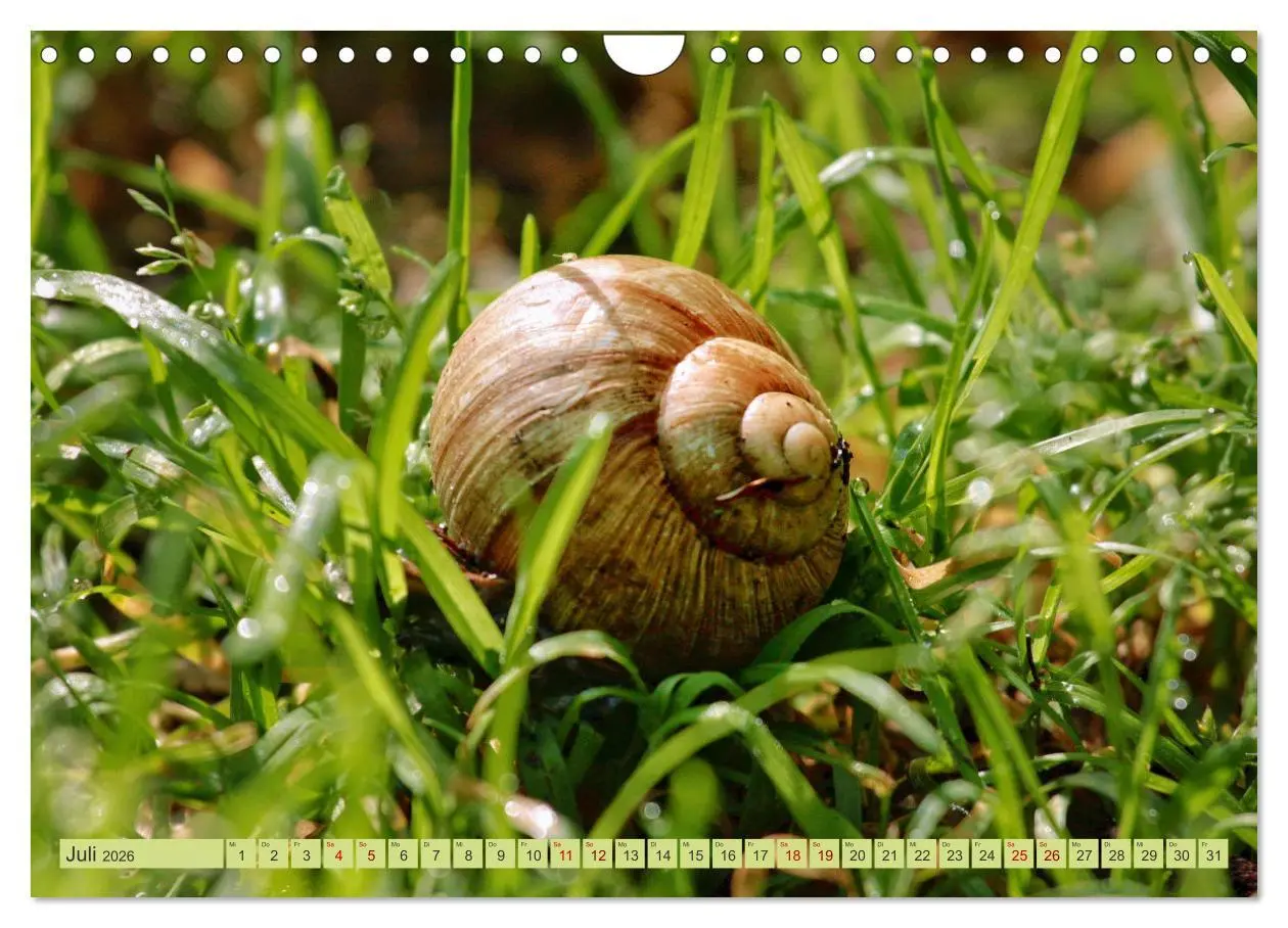Bild: 9783457355978 | Alles im grünen Bereich (Wandkalender 2026 DIN A4 quer), CALVENDO...
