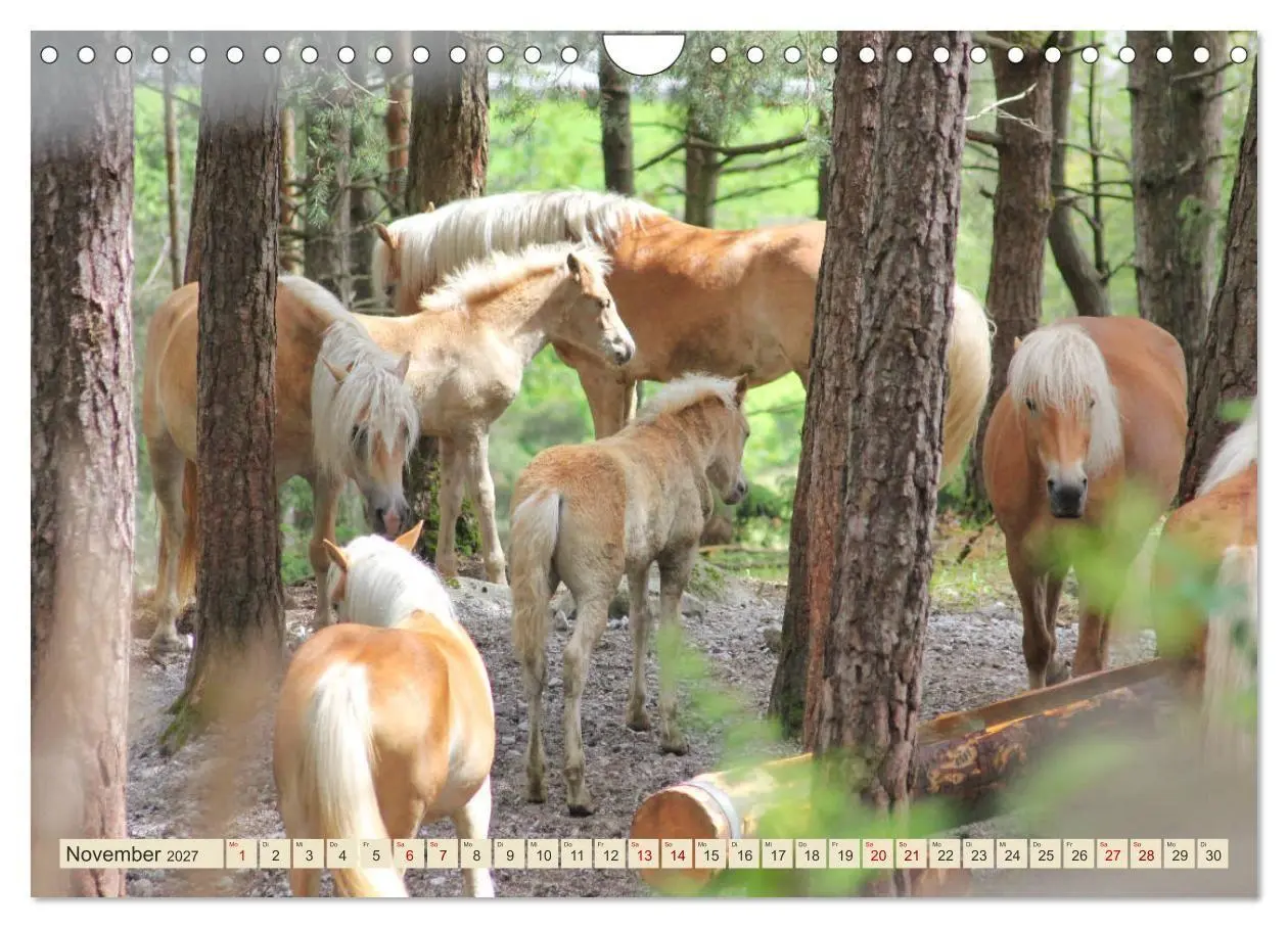 Bild: 9783569845978 | Tiroler Langmähnen (Wandkalender 2027 DIN A4 quer), CALVENDO...