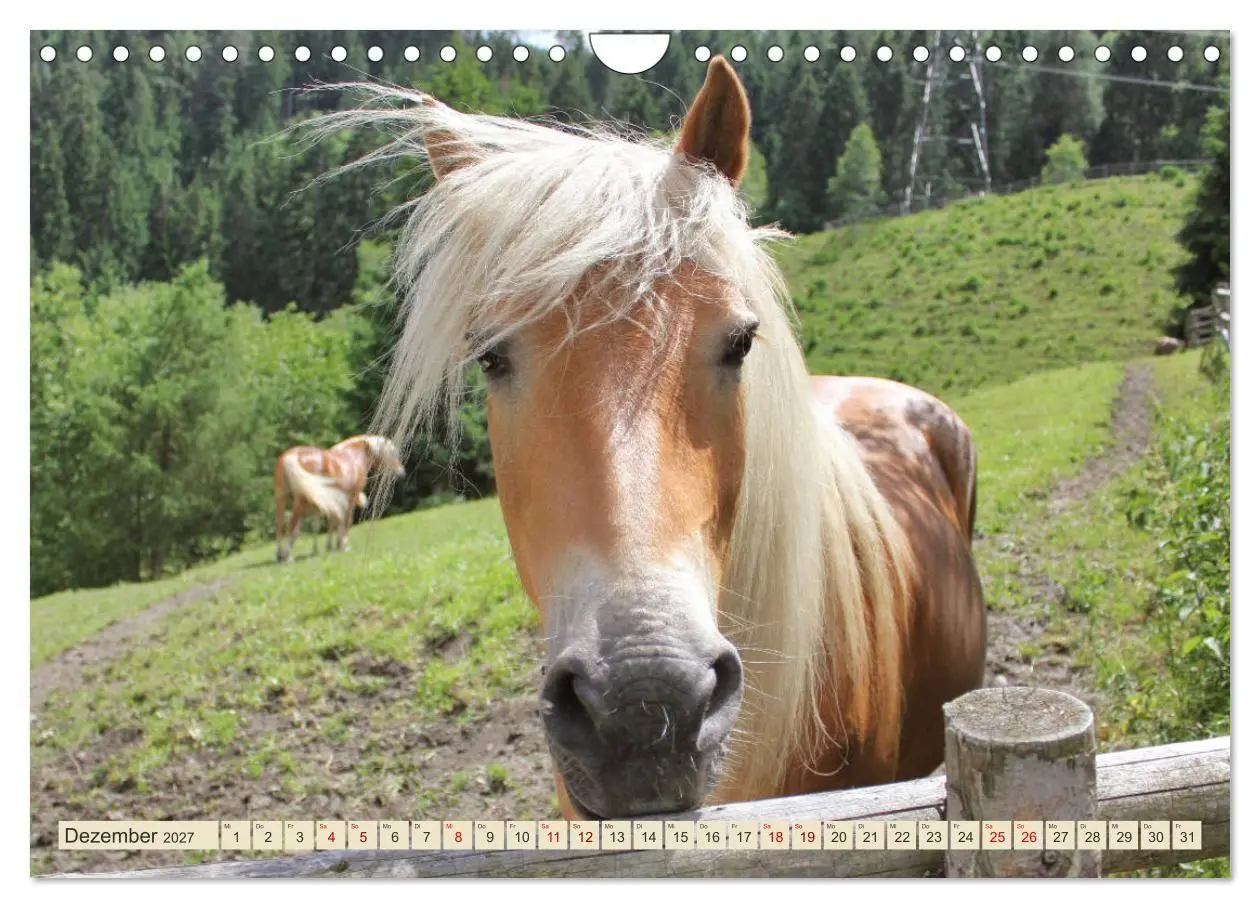 Bild: 9783569845978 | Tiroler Langmähnen (Wandkalender 2027 DIN A4 quer), CALVENDO...