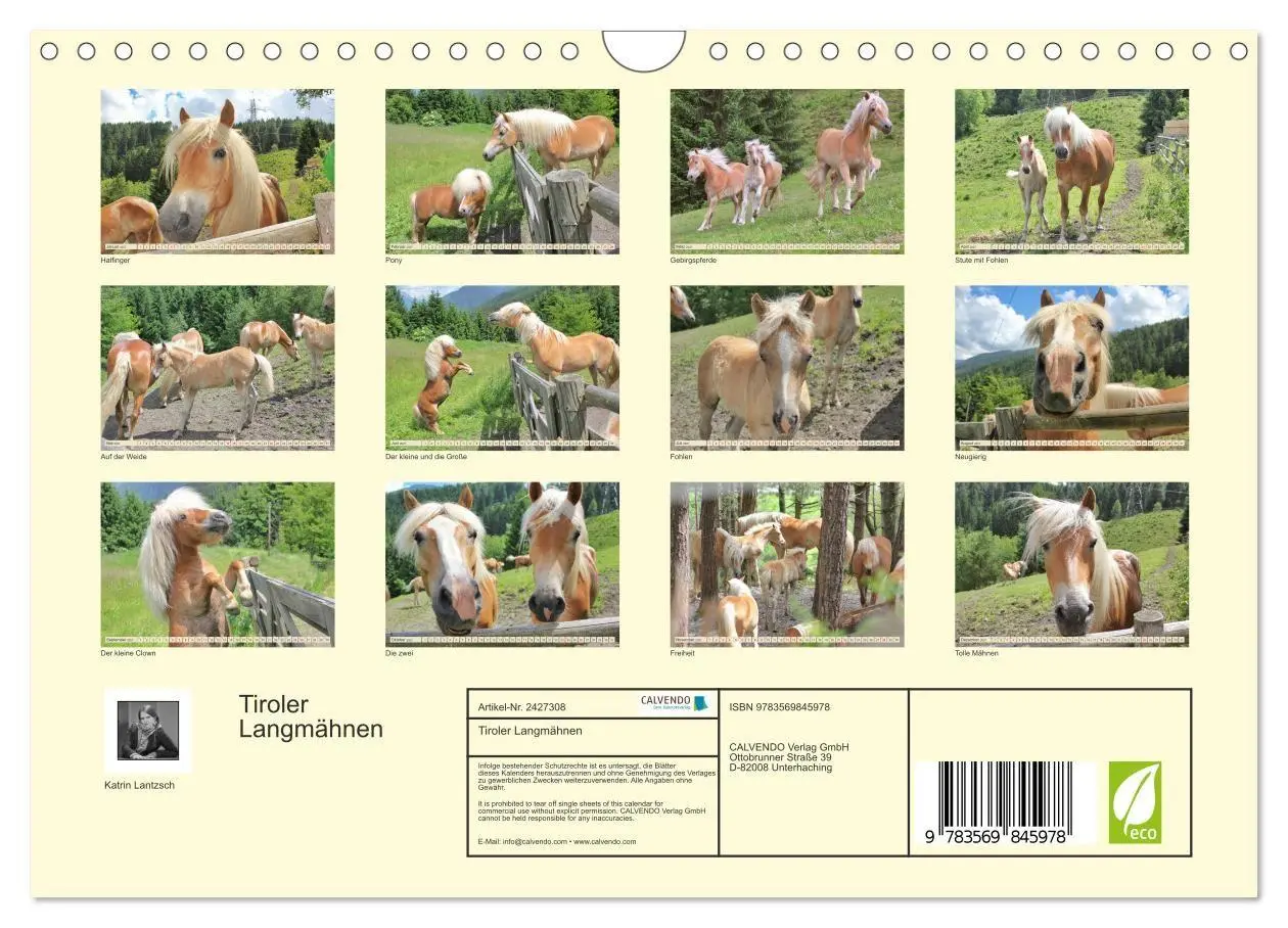 Bild: 9783569845978 | Tiroler Langmähnen (Wandkalender 2027 DIN A4 quer), CALVENDO...