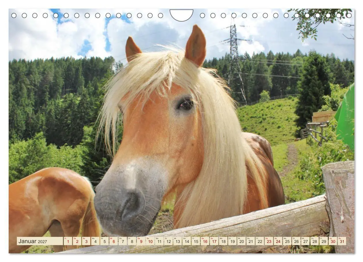 Bild: 9783569845978 | Tiroler Langmähnen (Wandkalender 2027 DIN A4 quer), CALVENDO...
