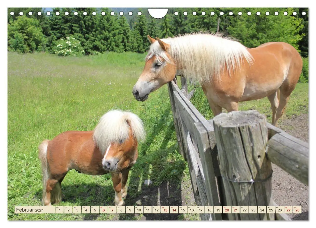 Bild: 9783569845978 | Tiroler Langmähnen (Wandkalender 2027 DIN A4 quer), CALVENDO...