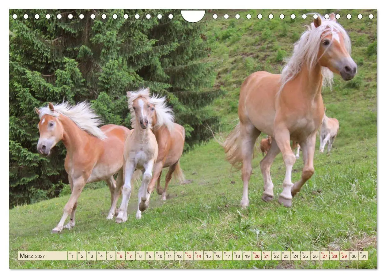 Bild: 9783569845978 | Tiroler Langmähnen (Wandkalender 2027 DIN A4 quer), CALVENDO...