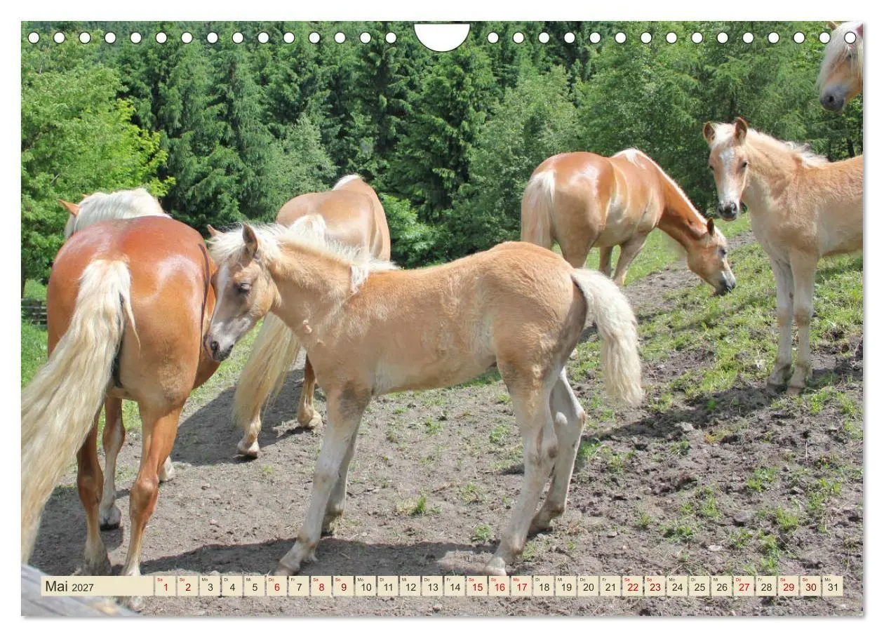 Bild: 9783569845978 | Tiroler Langmähnen (Wandkalender 2027 DIN A4 quer), CALVENDO...