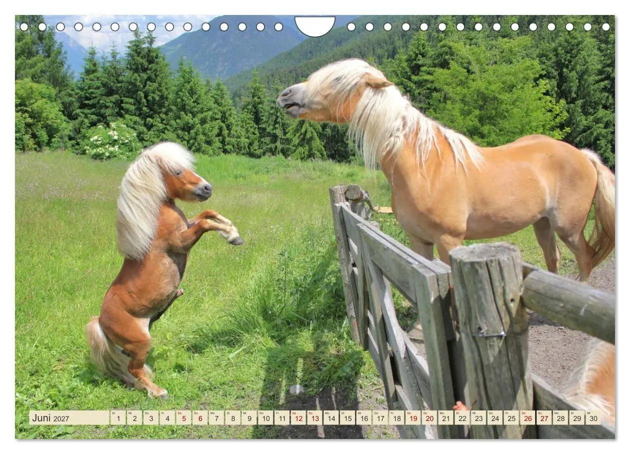 Bild: 9783569845978 | Tiroler Langmähnen (Wandkalender 2027 DIN A4 quer), CALVENDO...