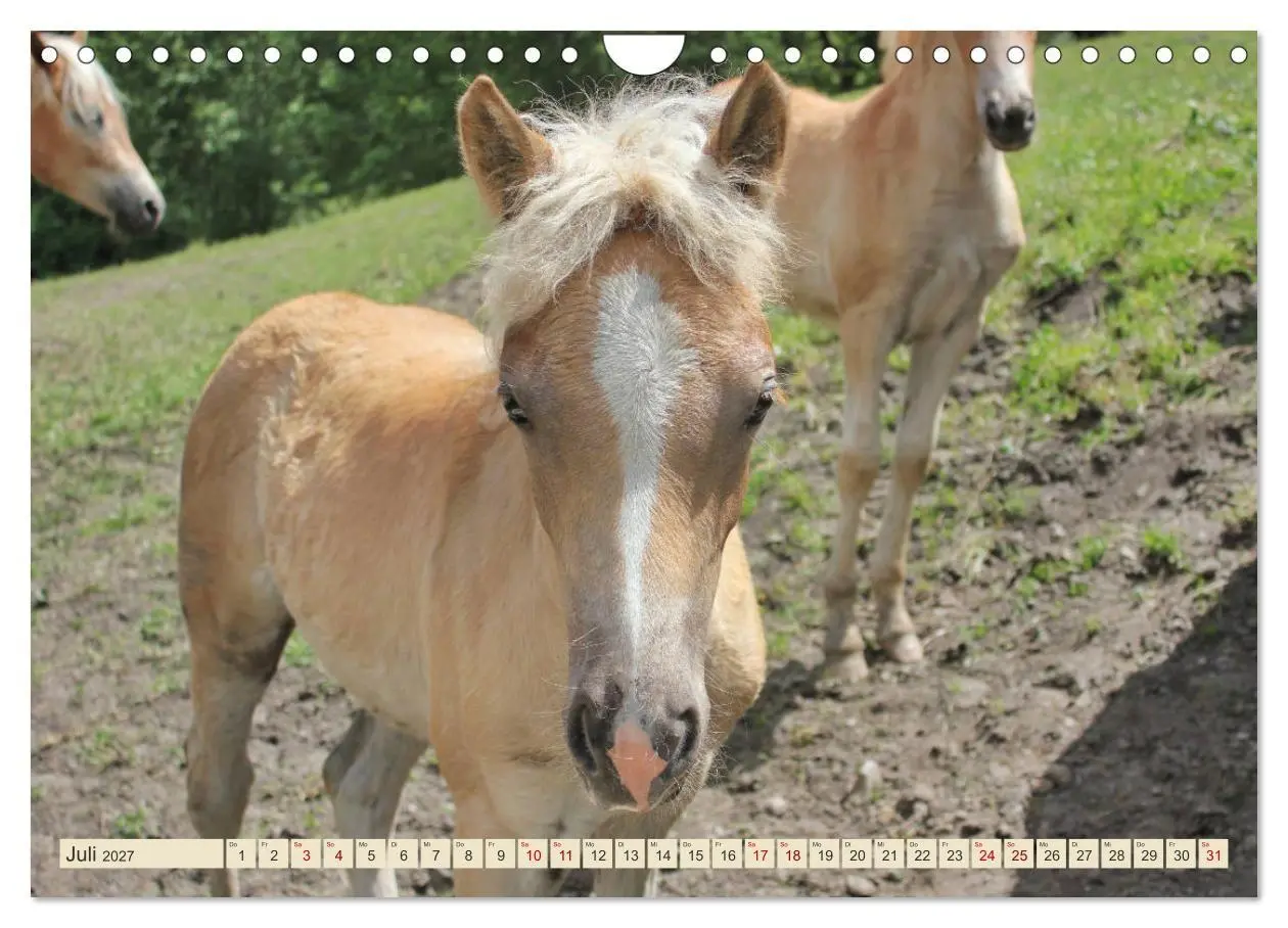 Bild: 9783569845978 | Tiroler Langmähnen (Wandkalender 2027 DIN A4 quer), CALVENDO...