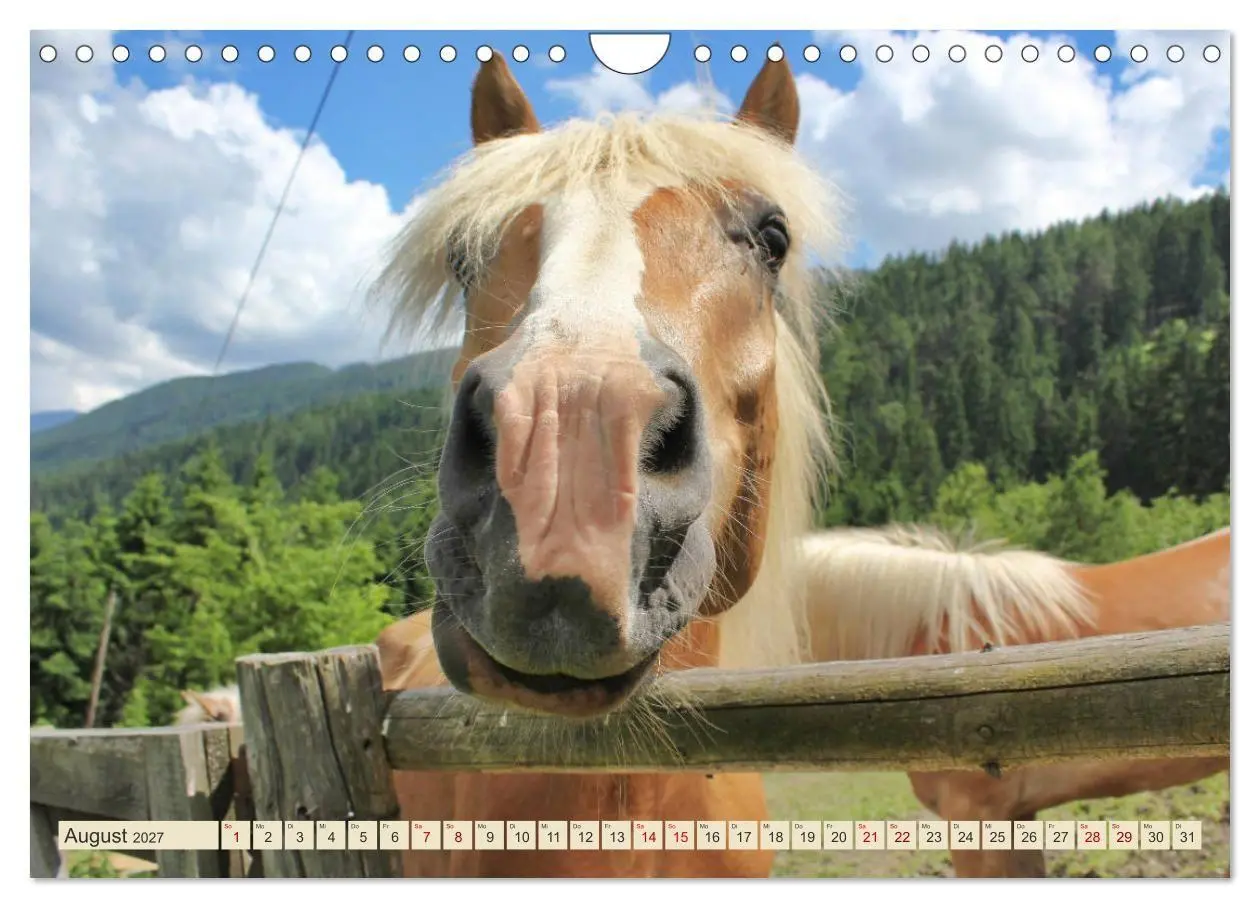 Bild: 9783569845978 | Tiroler Langmähnen (Wandkalender 2027 DIN A4 quer), CALVENDO...