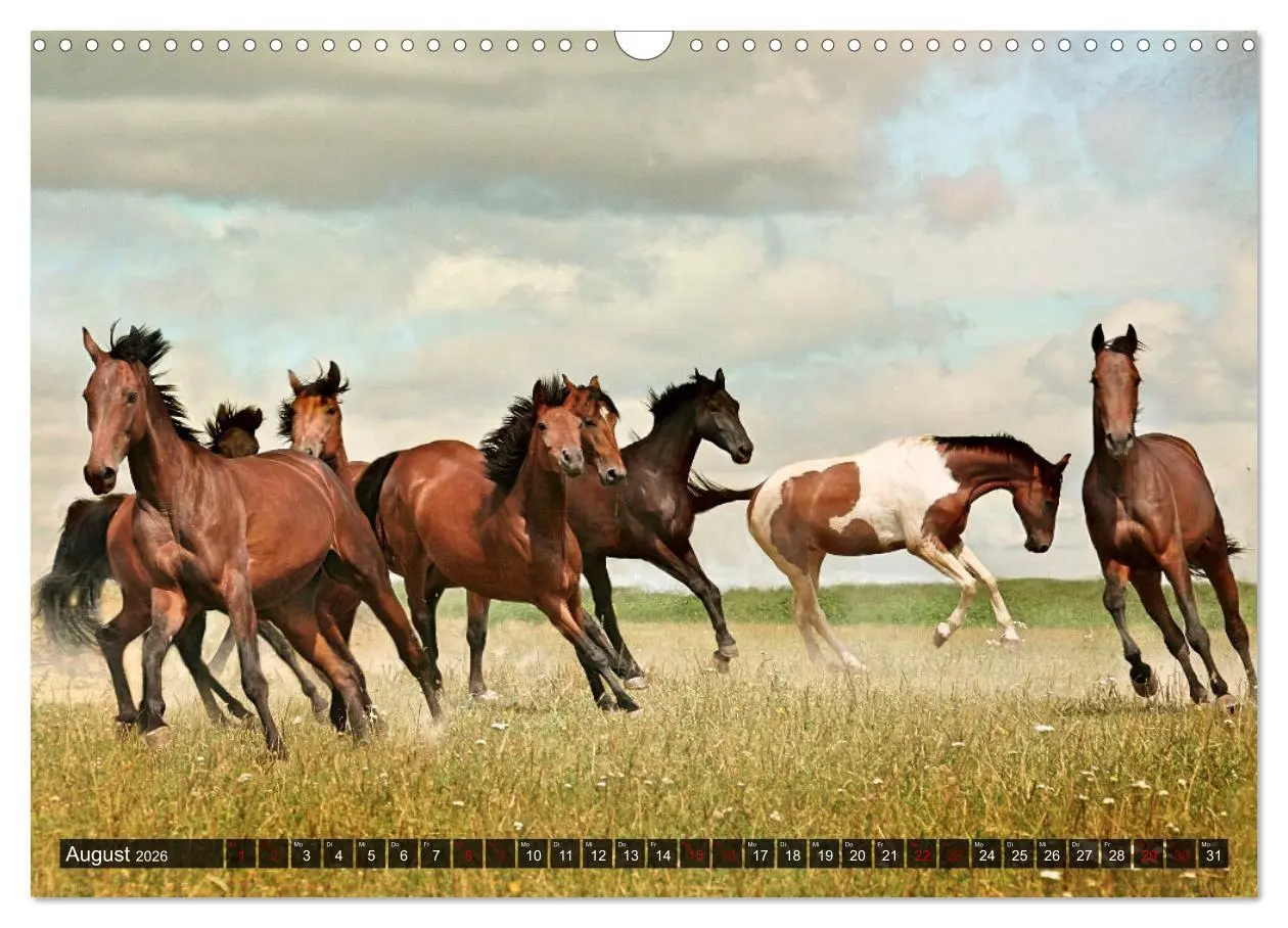 Bild: 9783457546178 | Pferde - wild und ungezähmt (Wandkalender 2026 DIN A3 quer),...