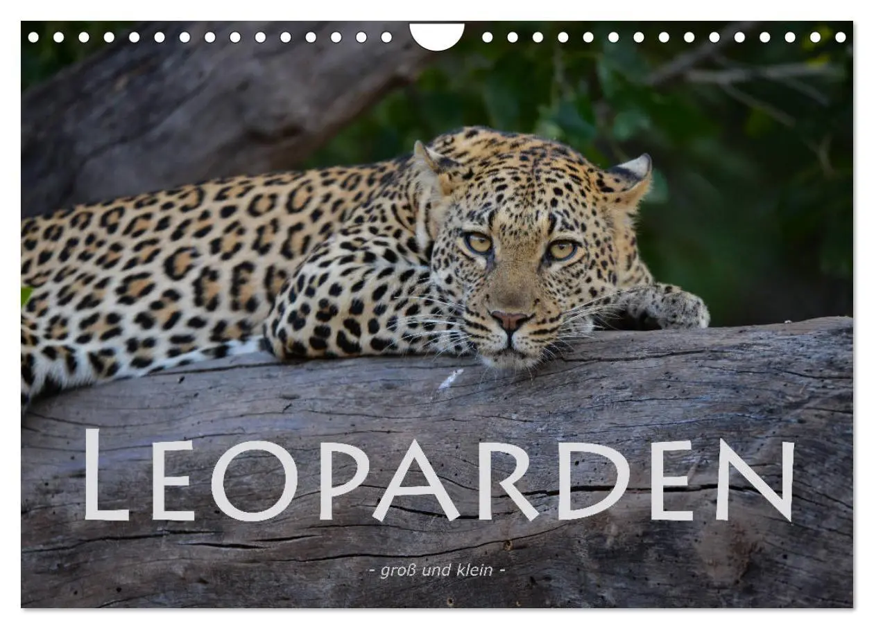 Cover: 9783457856178 | Leoparden - groß und klein (Wandkalender 2026 DIN A4 quer),...