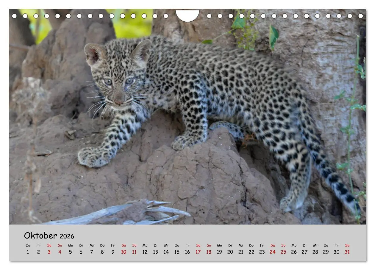 Bild: 9783457856178 | Leoparden - groß und klein (Wandkalender 2026 DIN A4 quer),...