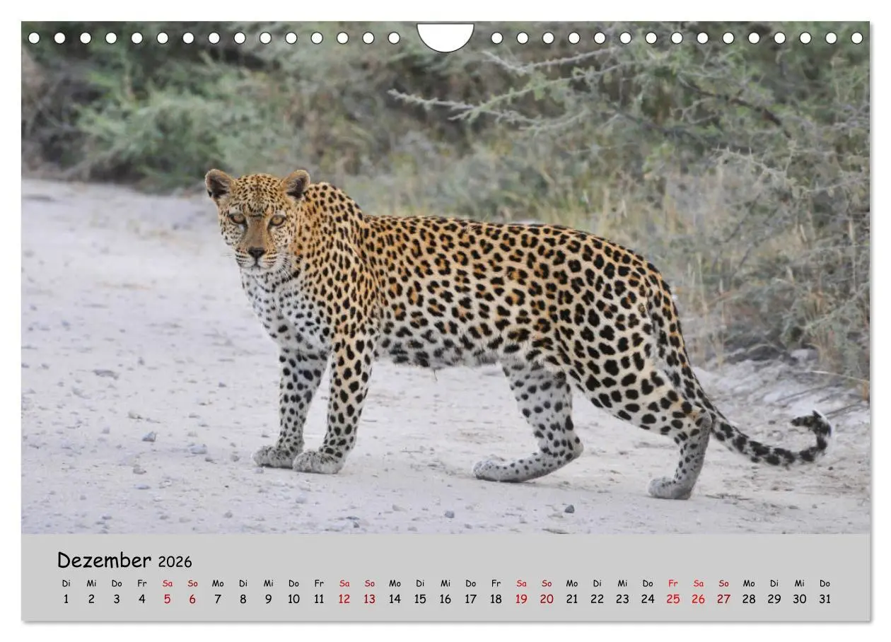 Bild: 9783457856178 | Leoparden - groß und klein (Wandkalender 2026 DIN A4 quer),...