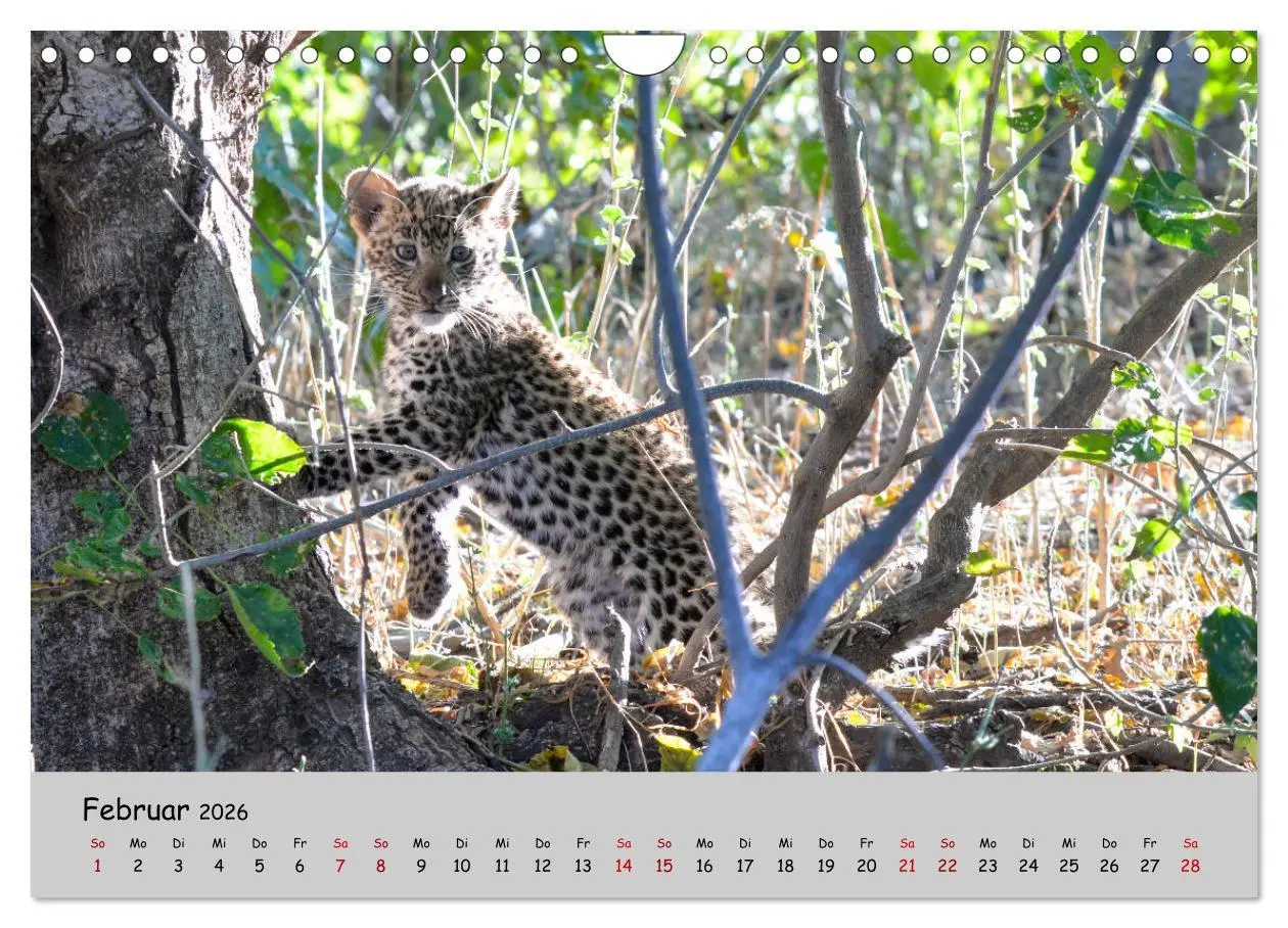 Bild: 9783457856178 | Leoparden - groß und klein (Wandkalender 2026 DIN A4 quer),...