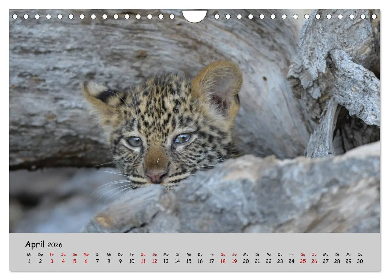 Bild: 9783457856178 | Leoparden - groß und klein (Wandkalender 2026 DIN A4 quer),...