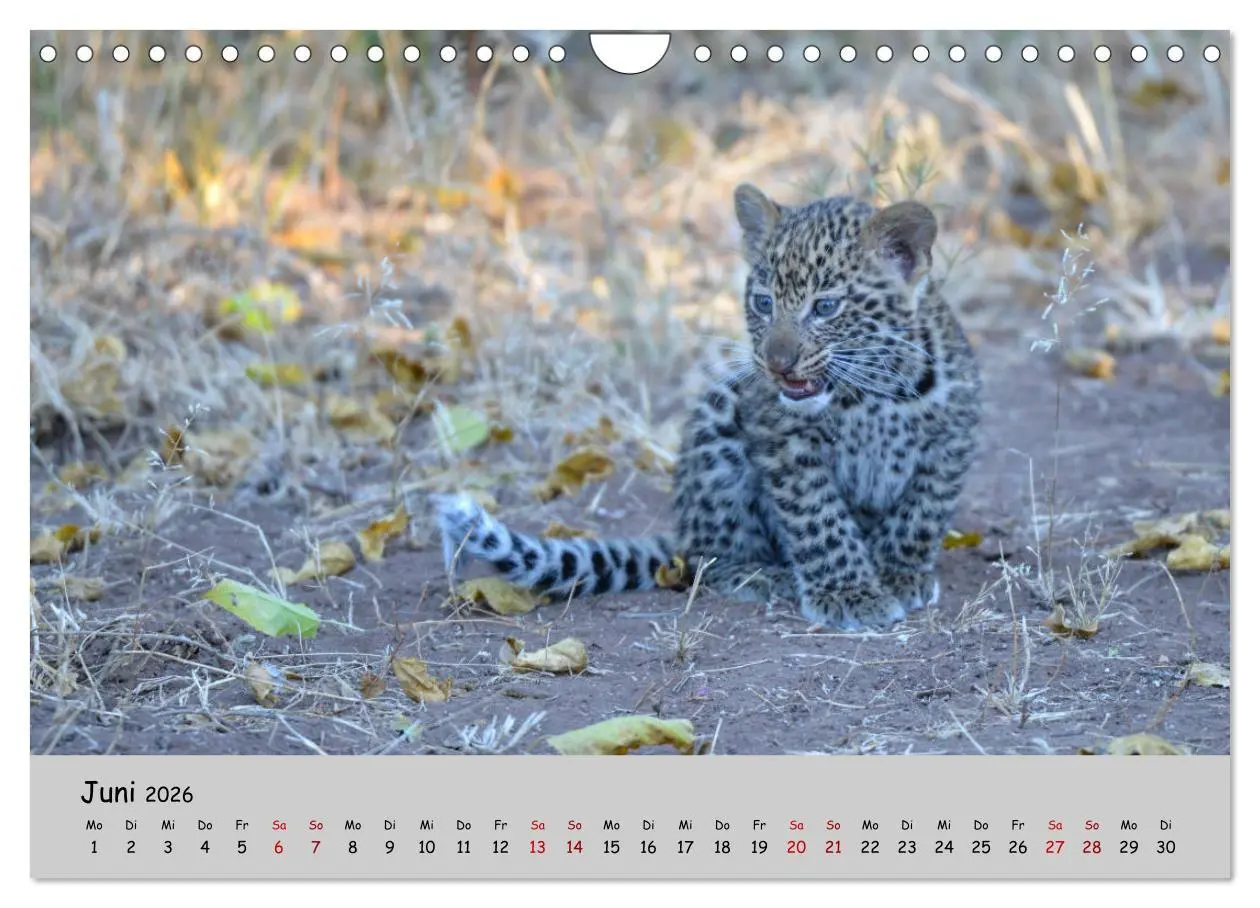 Bild: 9783457856178 | Leoparden - groß und klein (Wandkalender 2026 DIN A4 quer),...