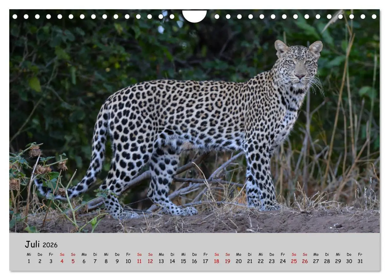 Bild: 9783457856178 | Leoparden - groß und klein (Wandkalender 2026 DIN A4 quer),...