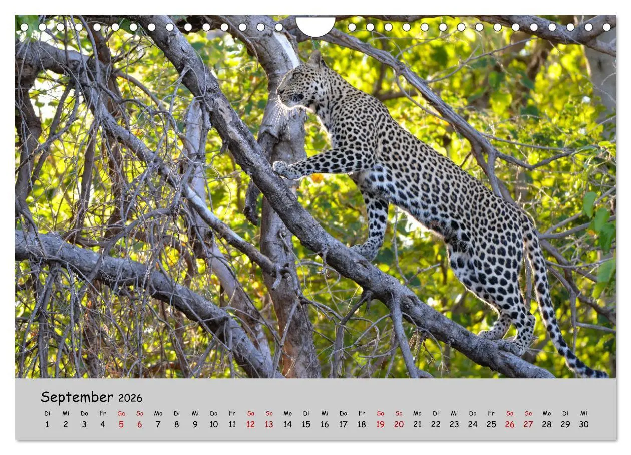 Bild: 9783457856178 | Leoparden - groß und klein (Wandkalender 2026 DIN A4 quer),...
