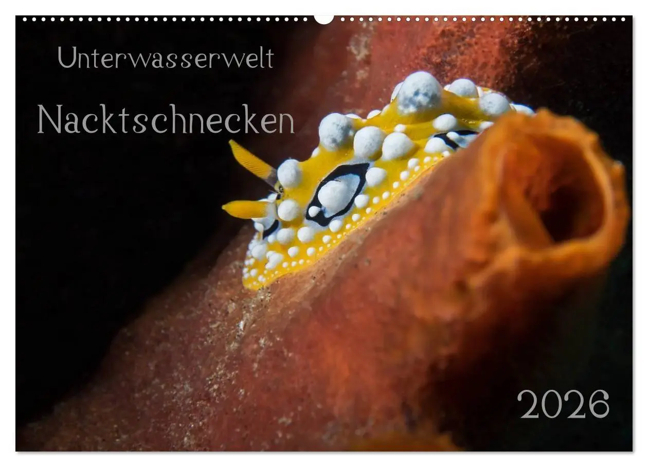 Cover: 9783516016178 | Unterwasserwelt Nacktschnecken (Wandkalender 2026 DIN A2 quer),...